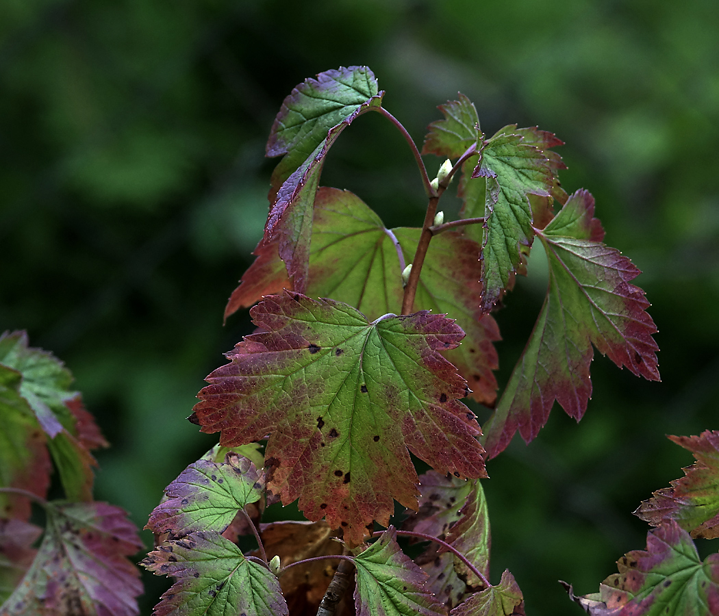 Image of Ribes nigrum specimen.