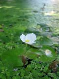 Hydrocharis morsus-ranae