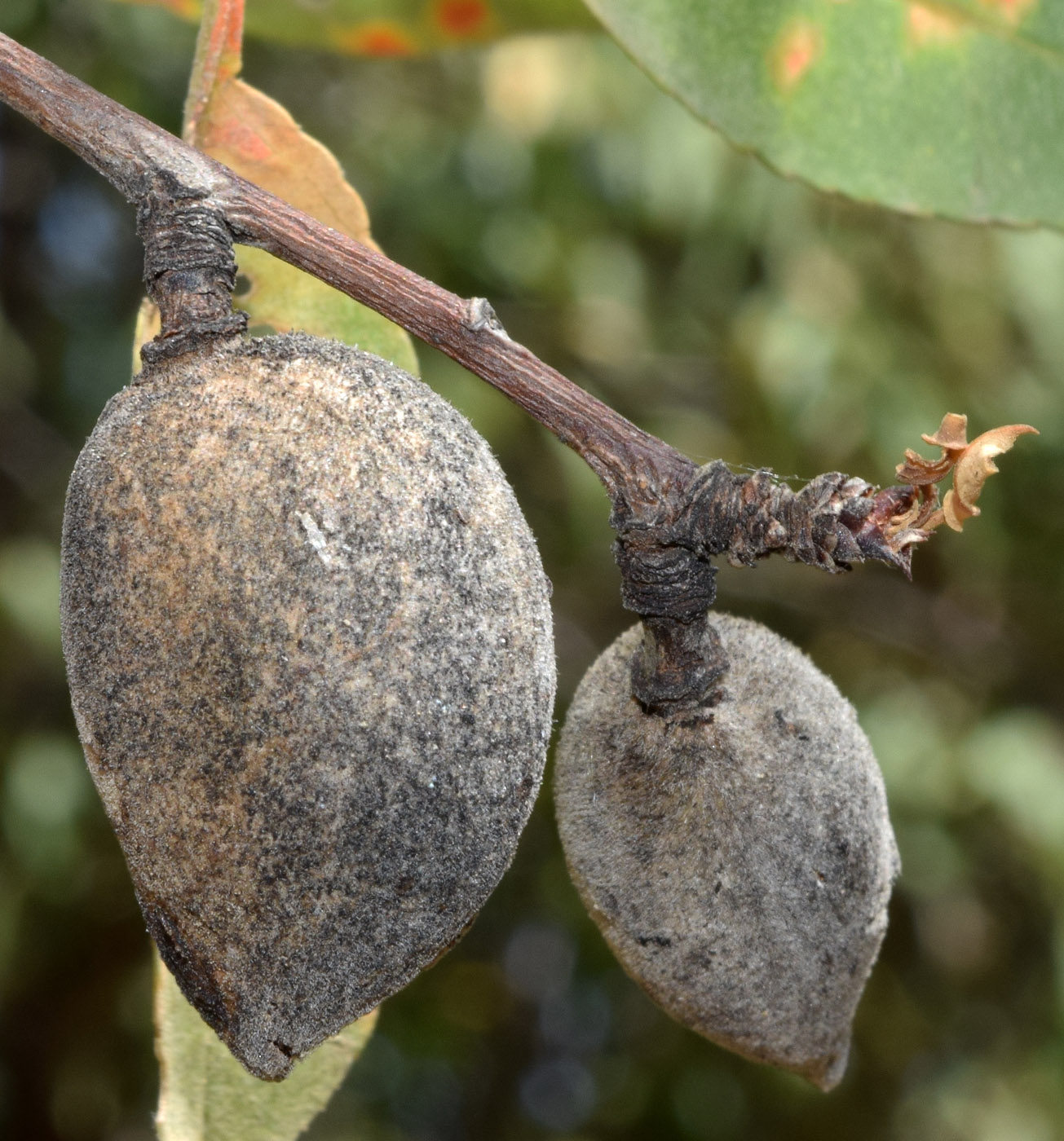 Изображение особи Amygdalus communis.