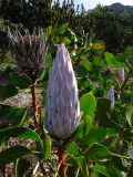 Protea cynaroides
