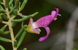 род Eremophila