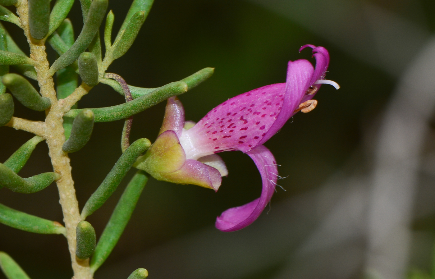 Изображение особи род Eremophila.