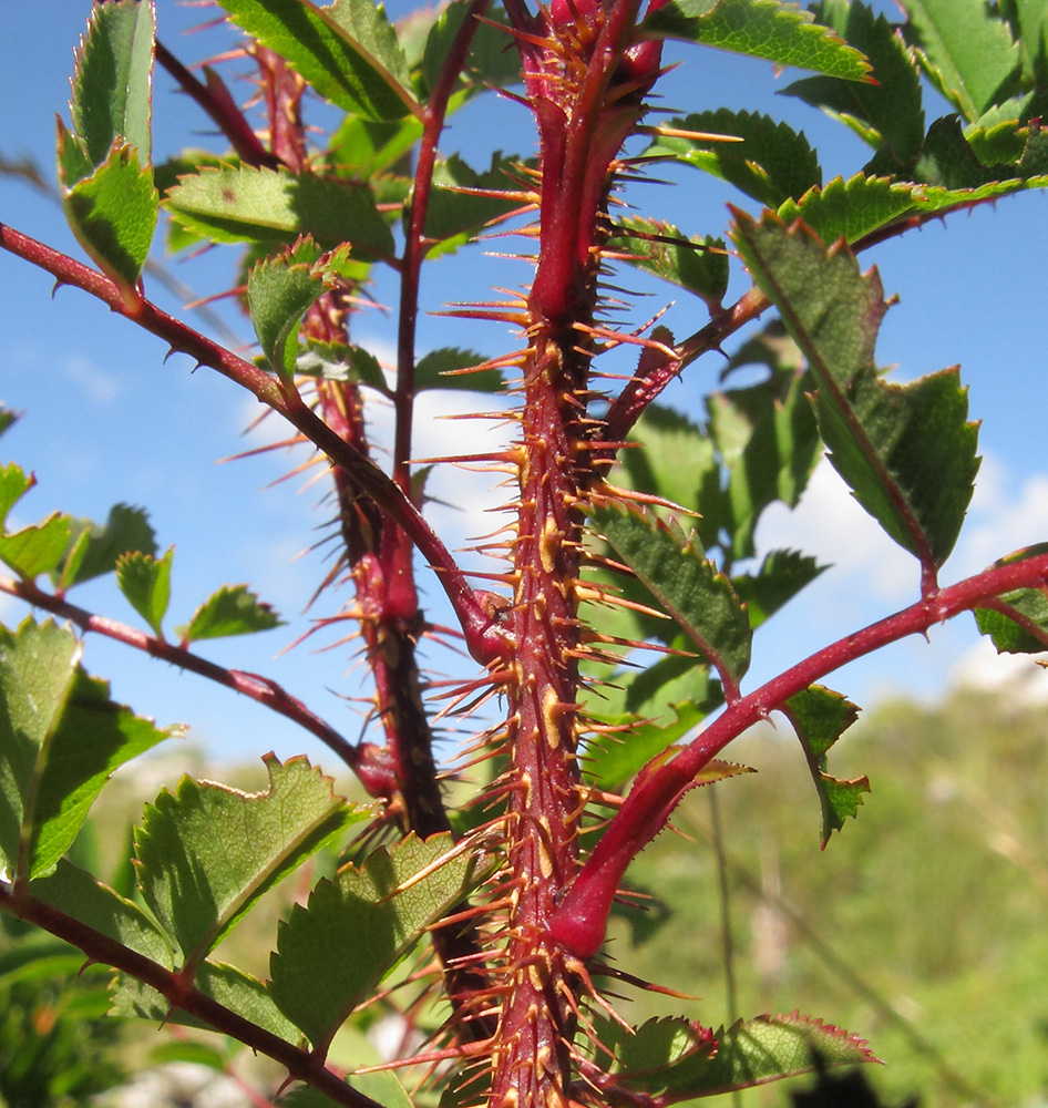 Image of Rosa spinosissima specimen.