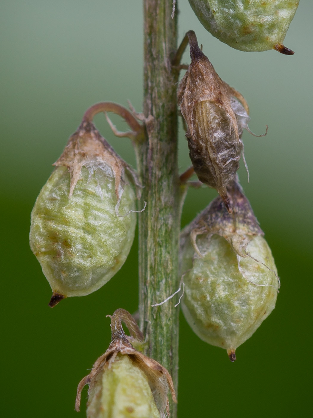 Image of Melilotus albus specimen.