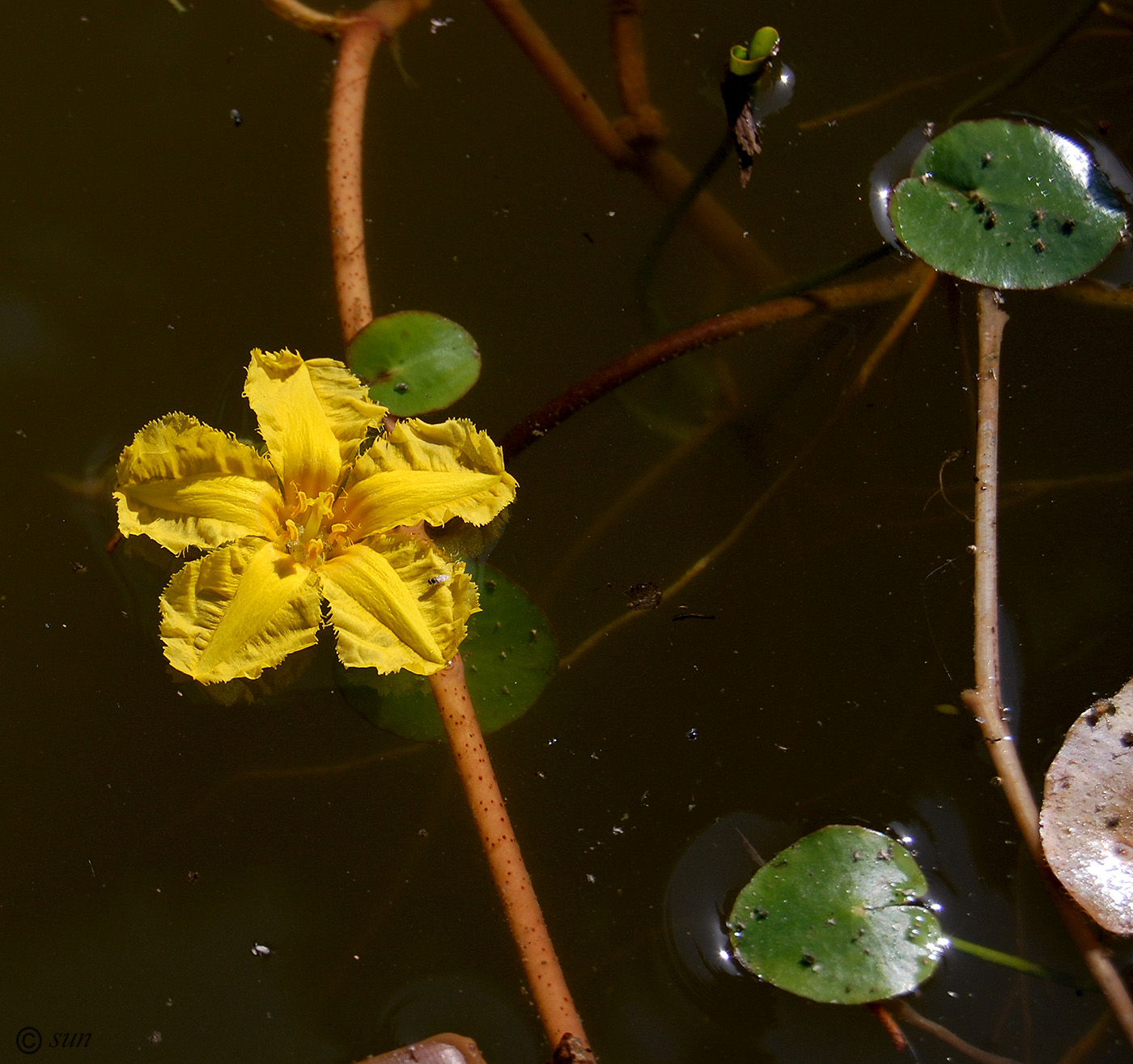 Изображение особи Nymphoides peltata.