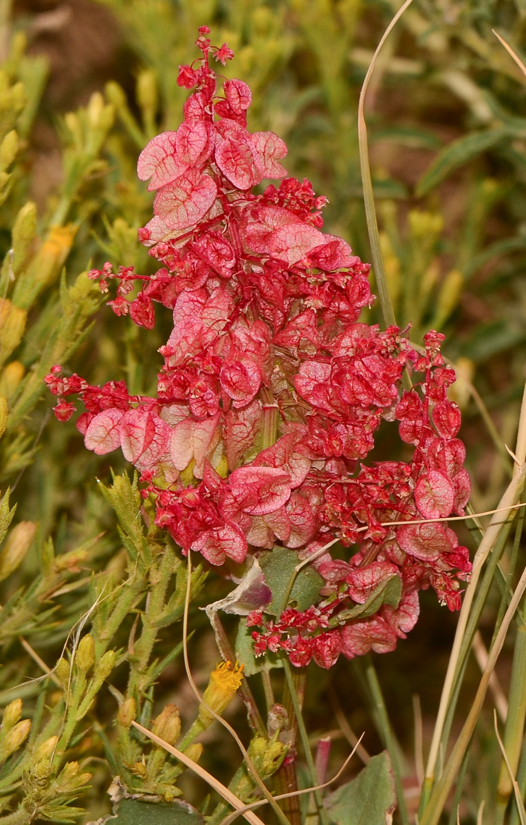 Image of Rumex vesicarius specimen.