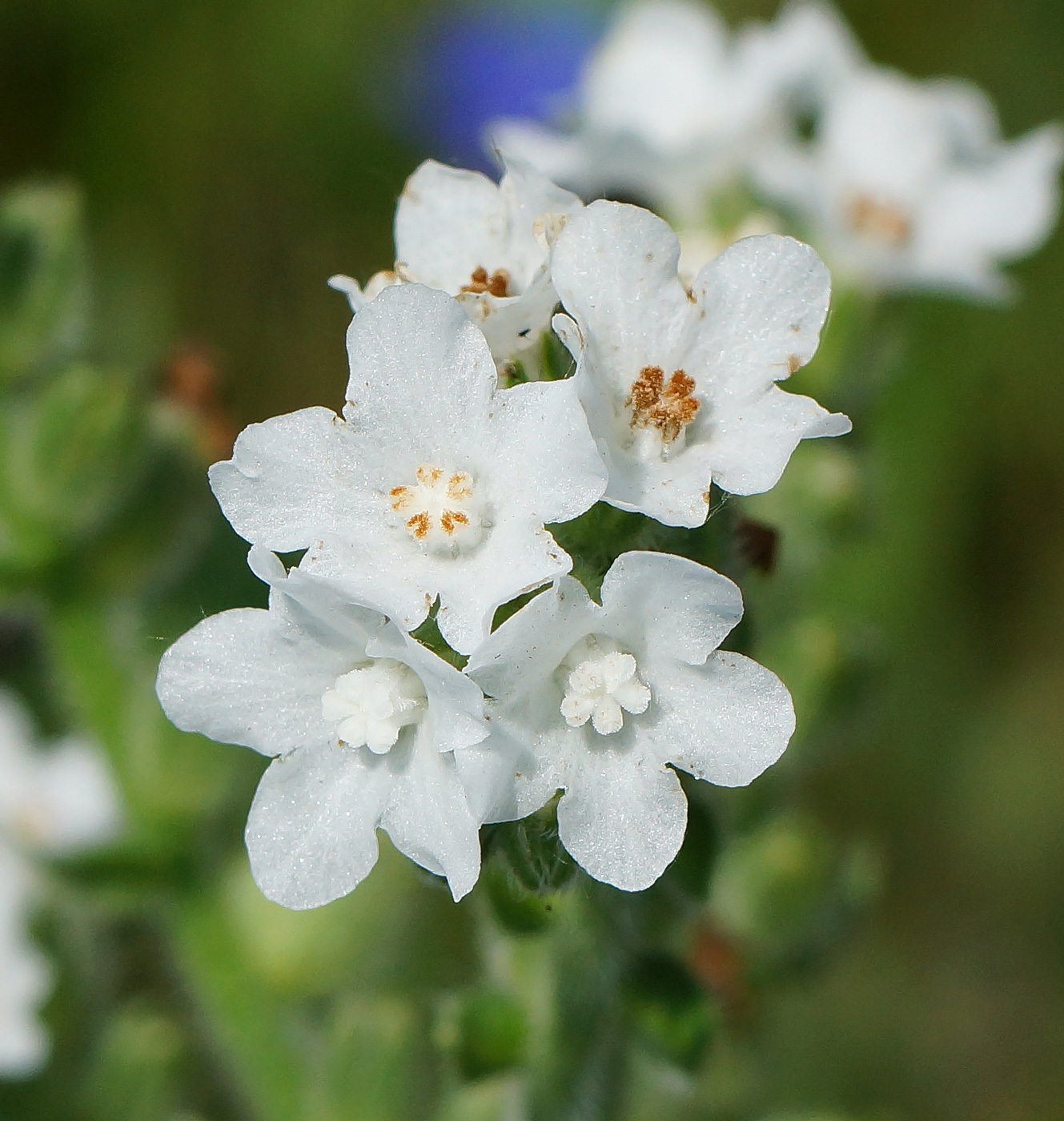 Изображение особи Anchusa officinalis.