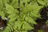 Dryopteris amurensis