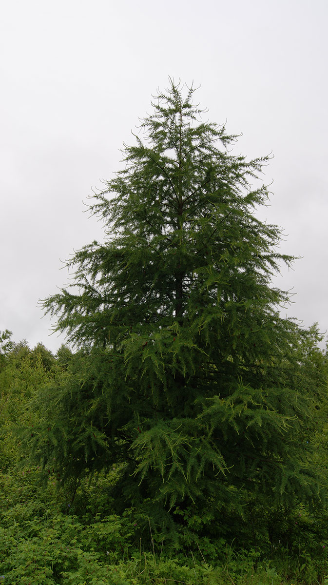 Изображение особи Larix sibirica.