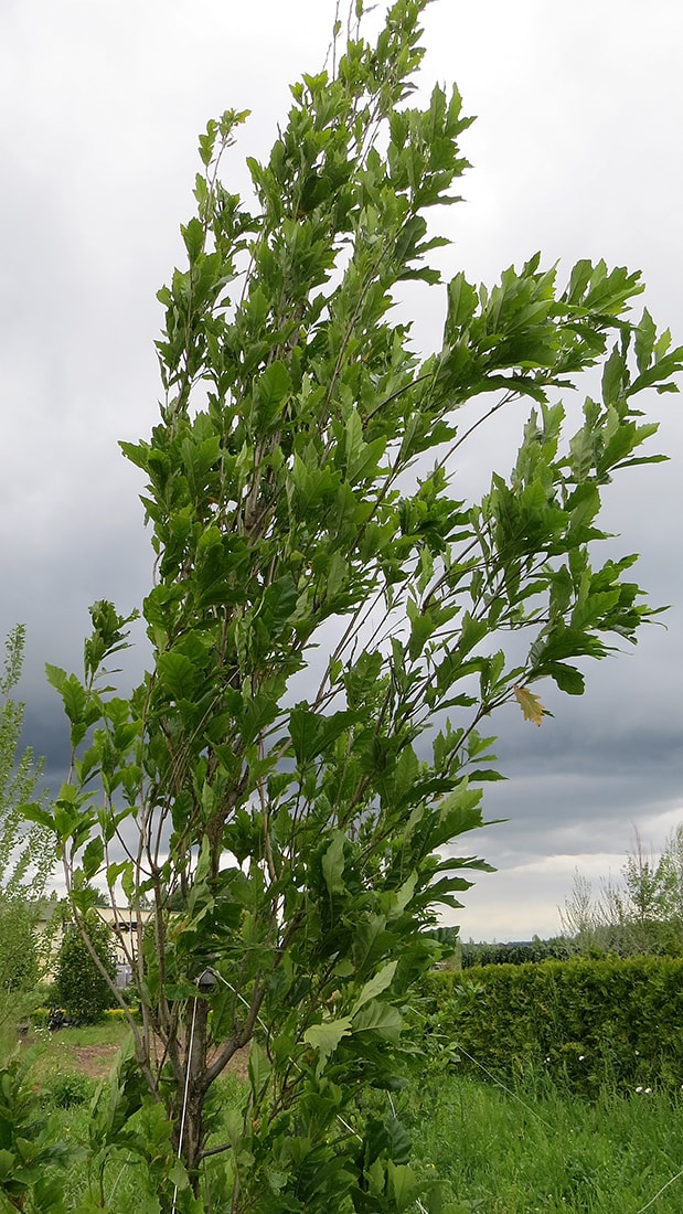 Изображение особи Quercus &times; warei.