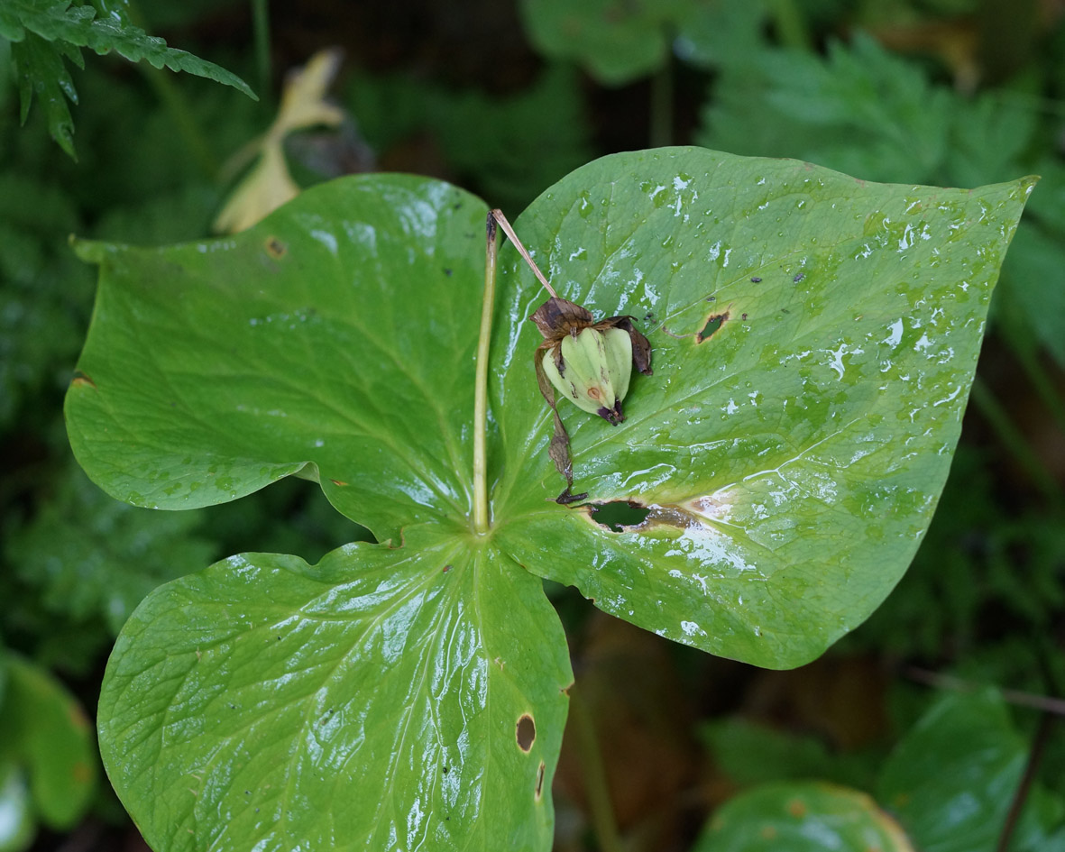 Изображение особи Trillium camschatcense.