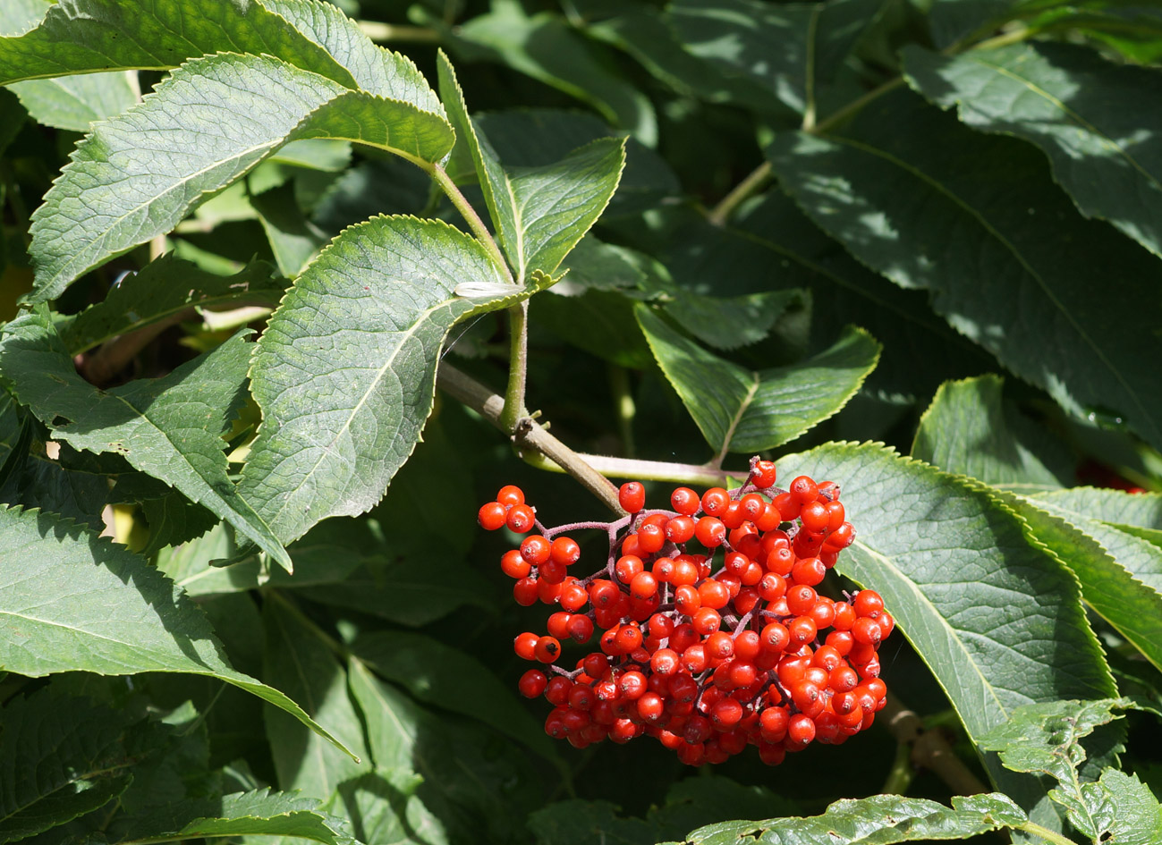 Изображение особи Sambucus kamtschatica.