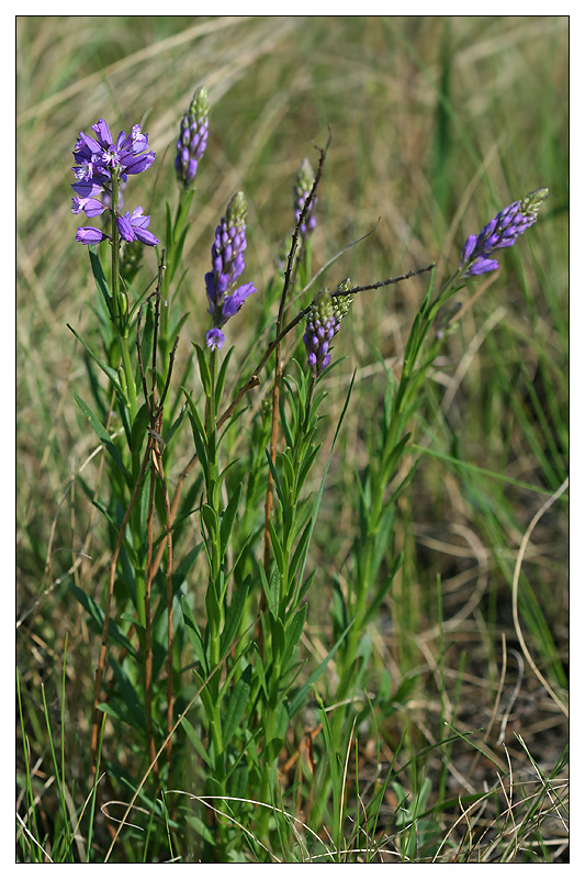 Image of Polygala wolfgangiana specimen.