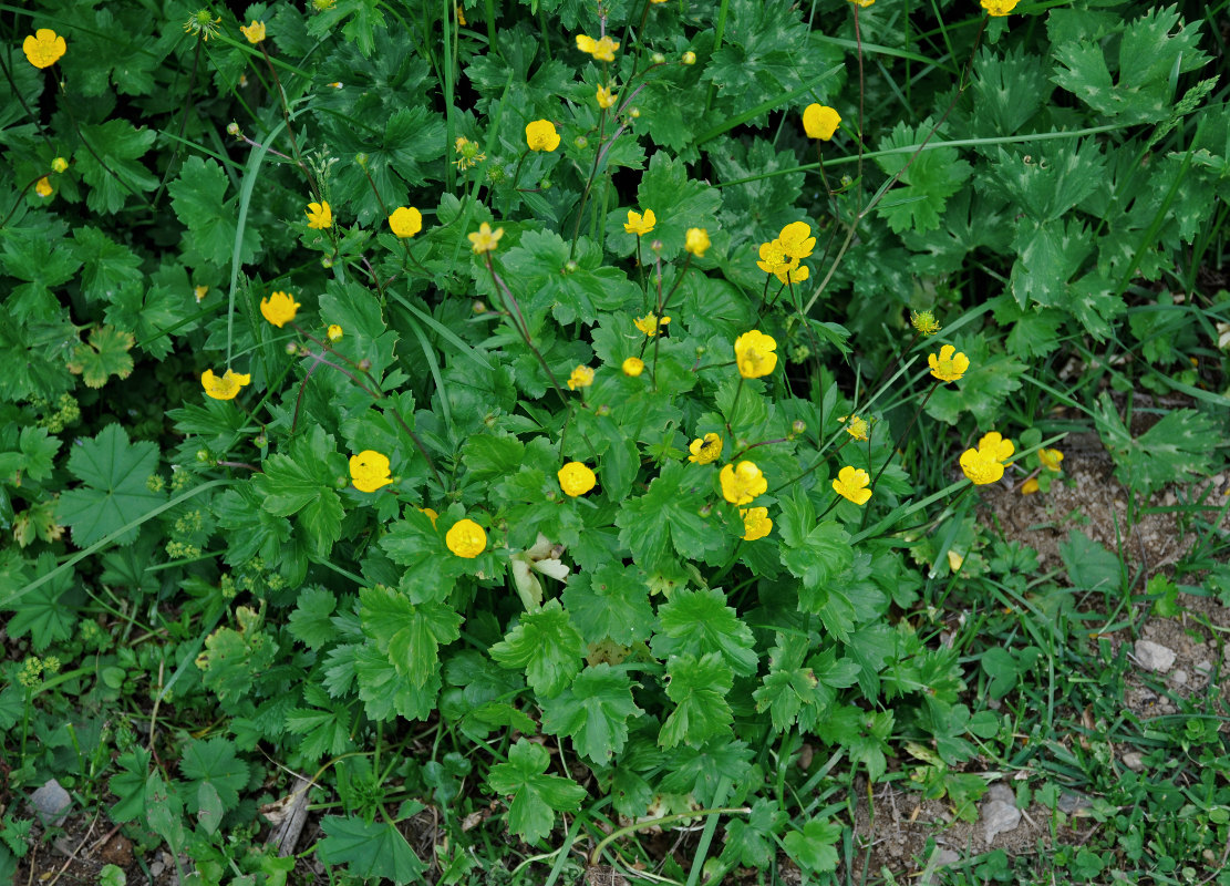 Изображение особи Ranunculus oreophilus.