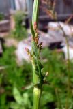 Rumex acetosa. Часть побега с листом и пазушным соцветием. Свердловская обл., окр. г. Североуральск, дачный участок. 16.07.2017.