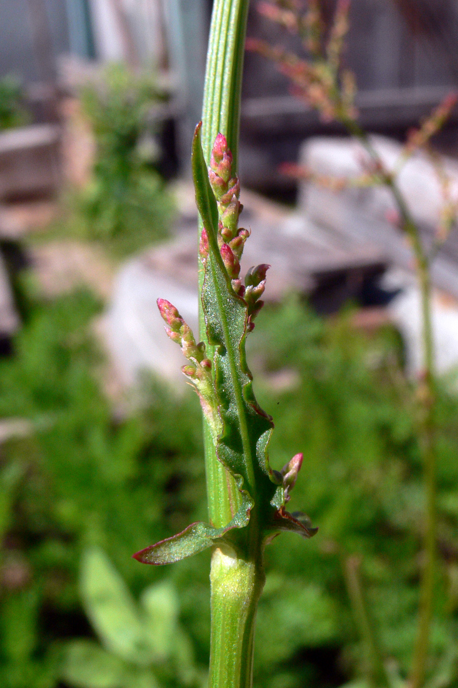 Изображение особи Rumex acetosa.