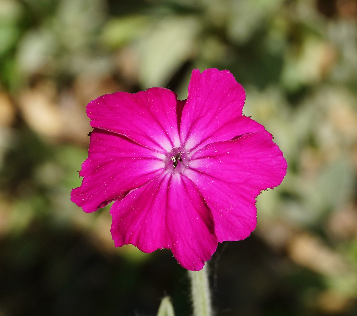 Изображение особи Lychnis coronaria.