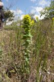 Euphorbia agraria. Цветущее растение. Крым, Бахчисарайский р-н, плато Мангуп-Кале. 06.05.2009.