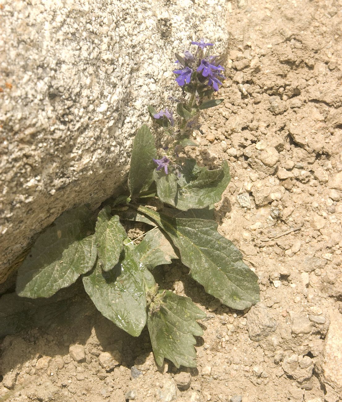 Image of Ajuga reptans specimen.