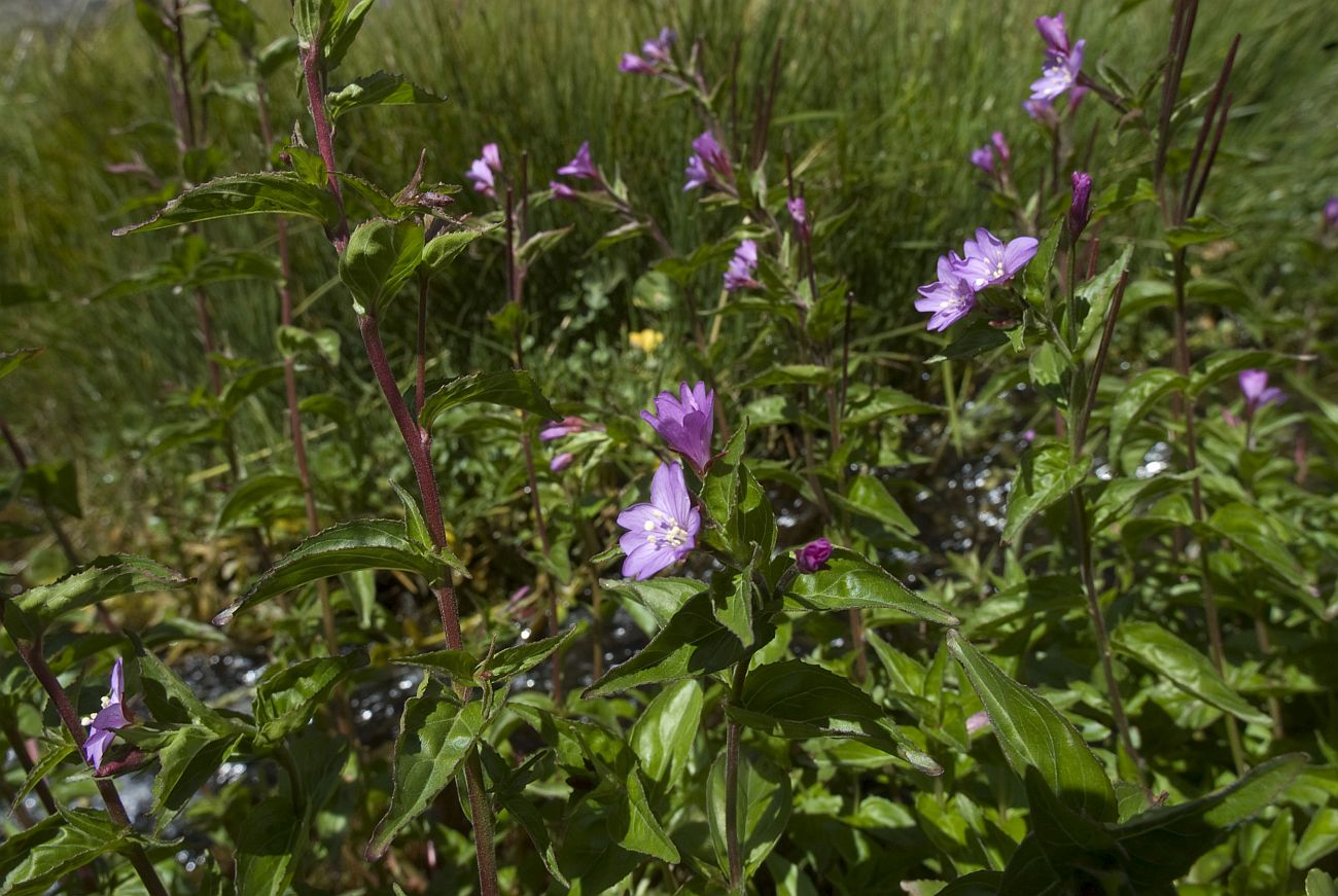 Image of Epilobium algidum specimen.