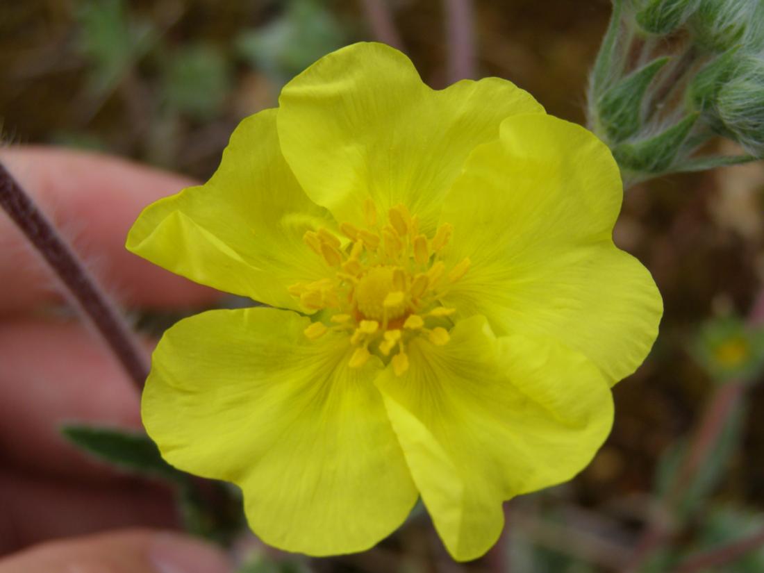 Image of Potentilla taurica specimen.
