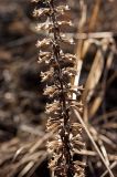 Dracocephalum thymiflorum