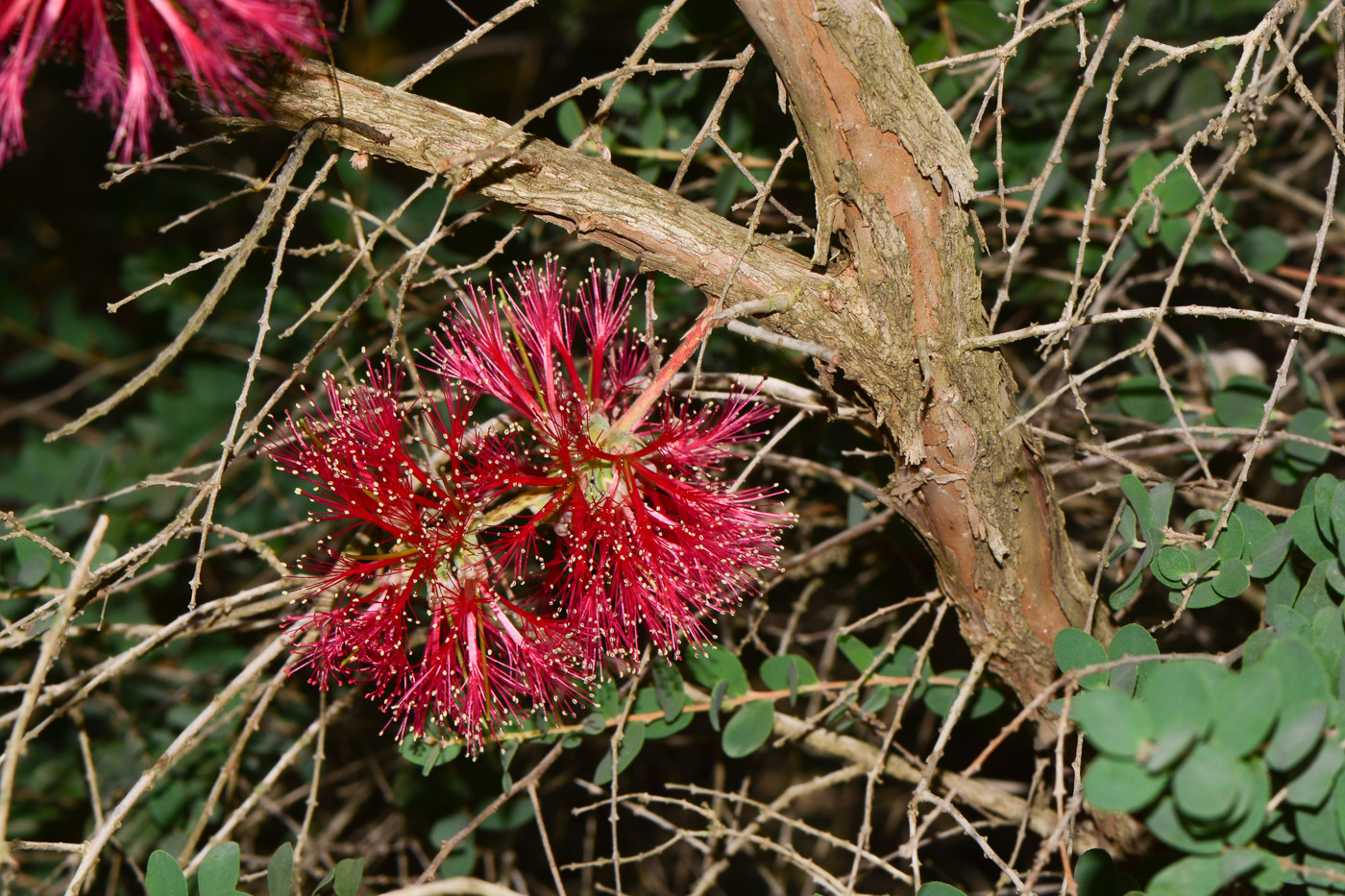 Image of Melaleuca elliptica specimen.