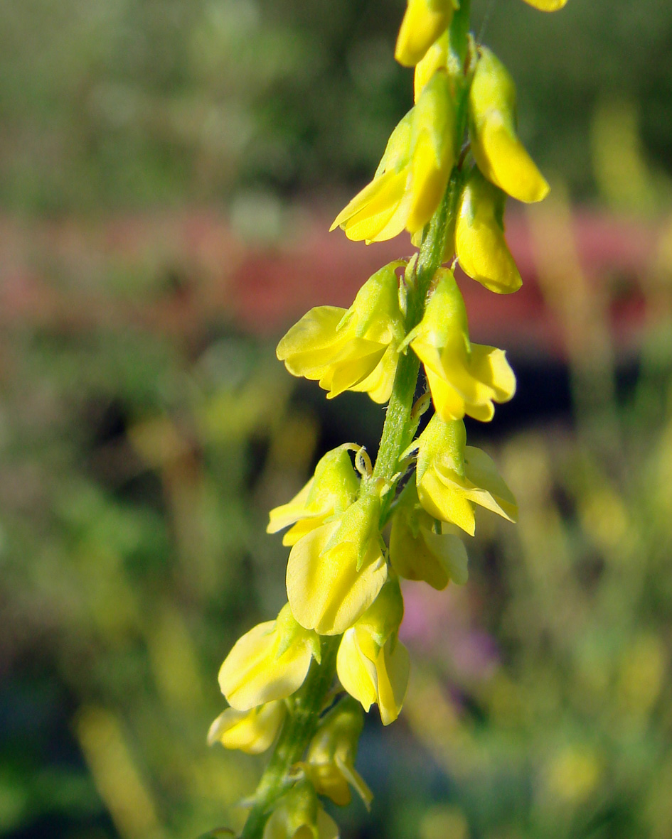 Изображение особи Melilotus officinalis.