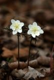 Anemone amurensis