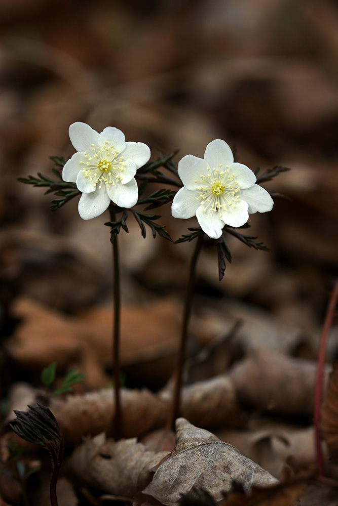 Изображение особи Anemone amurensis.