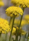 Santolina chamaecyparissus. Верхушка побега с соцветием. Испания, Каталония, пров. Жирона, комарка Сельва, муниципалитет Сускеда, окр. деревни Сант-Марти-Сакальм, 835 м н.у.м., не занятый под выгон участок около полевой дороги. 10.06.2017.