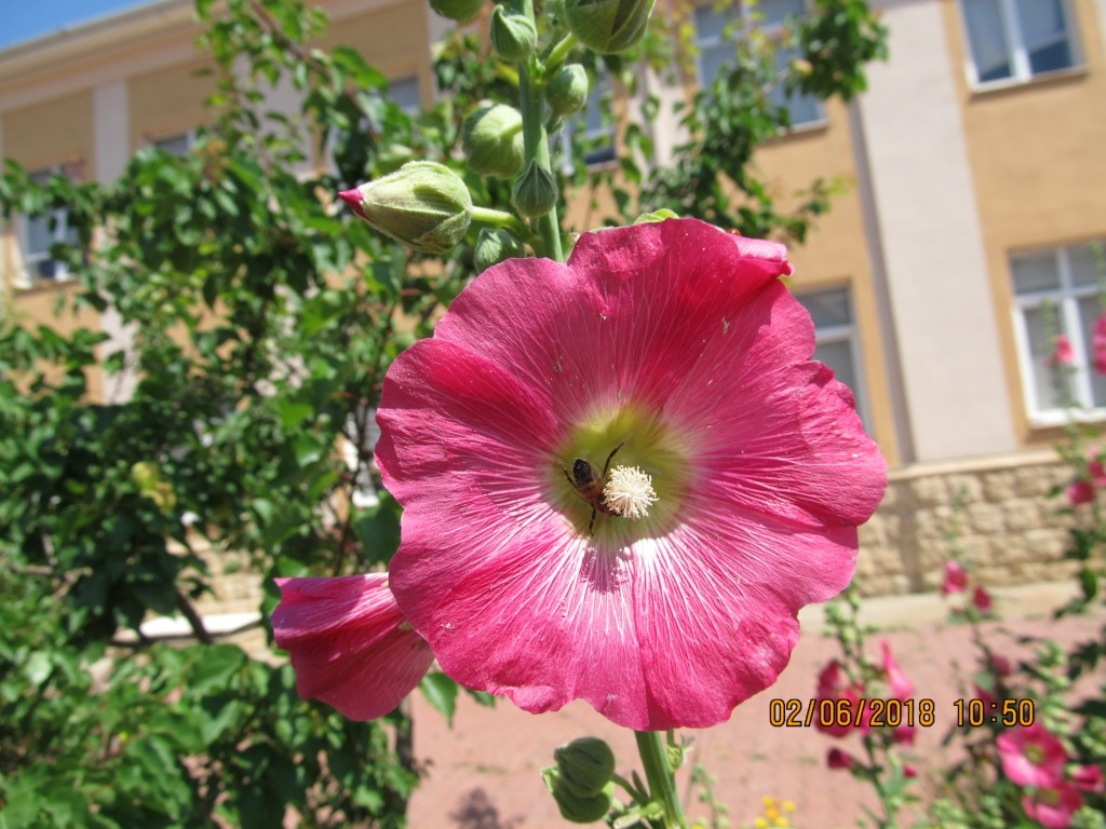 Image of Alcea rosea specimen.