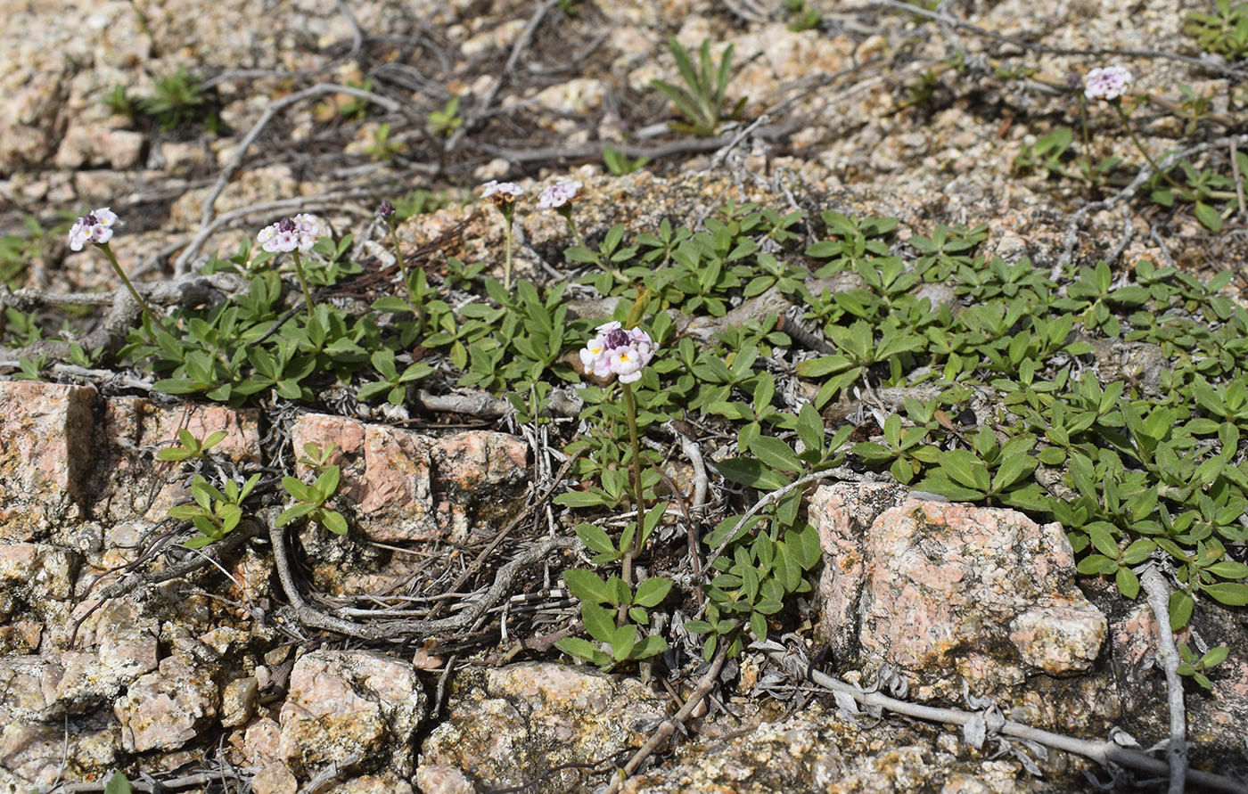 Image of Lippia nodiflora specimen.