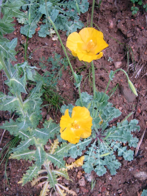 Image of Glaucium fimbrilligerum specimen.