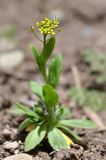 Draba nemorosa. Цветущее растение. Кыргызстан, Иссык-Кульская обл., Северный Тянь-Шань, хр. Кюнгёй-Ала-Тоо, Семёновское ущ., верховья р. Кичи-Ак-Суу, 2500 м н.у.м., лесистый склон ущелья, у конной тропы. 12.05.2018.