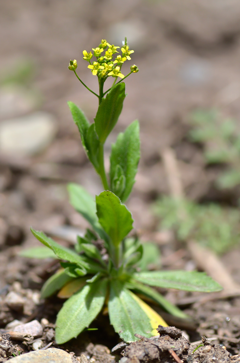 Image of Draba nemorosa specimen.