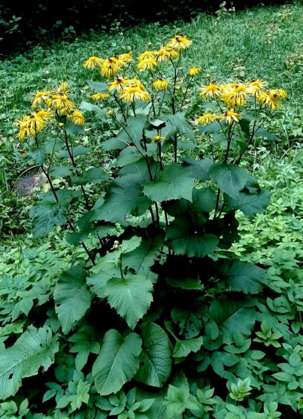 Image of Telekia speciosa specimen.