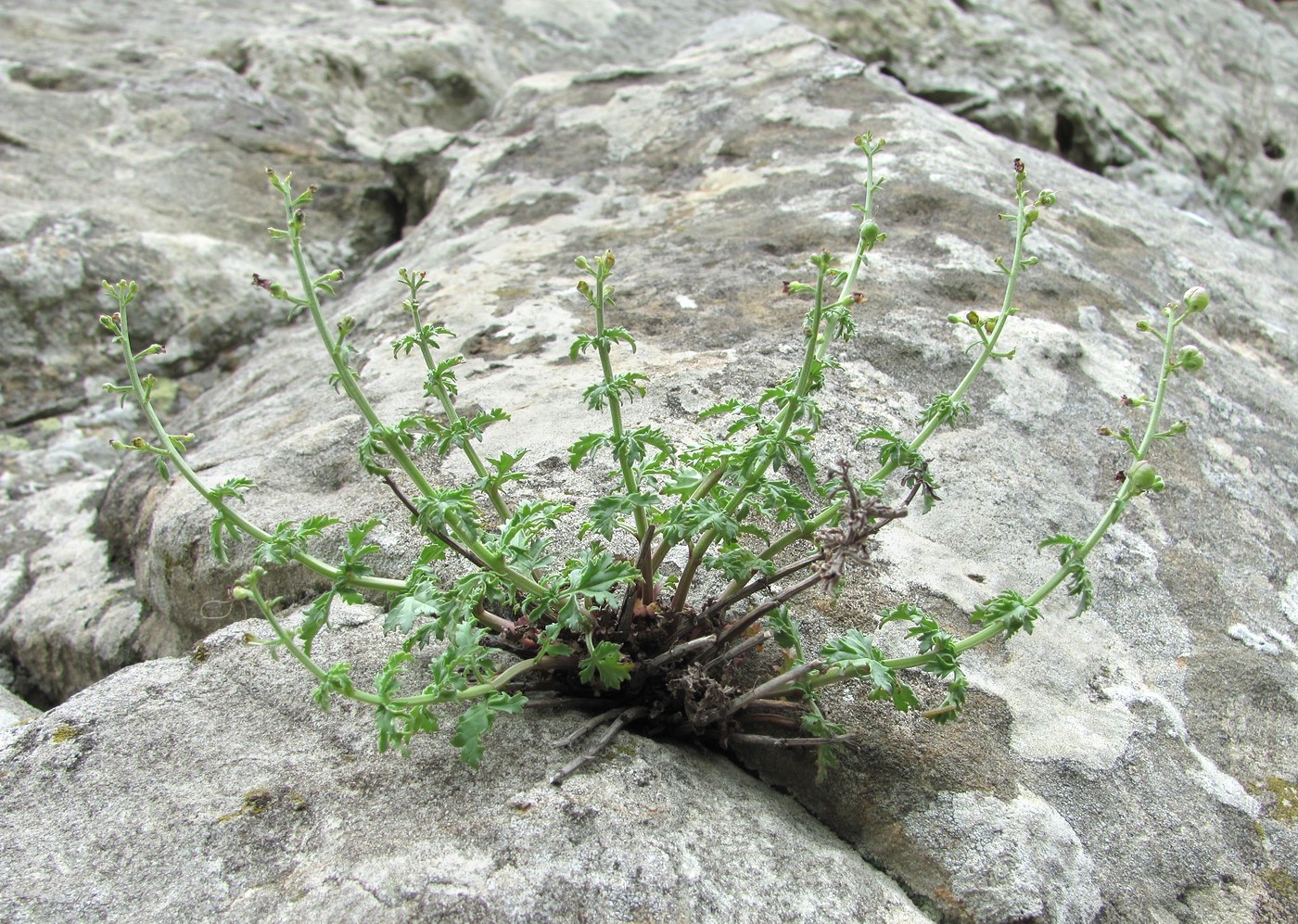 Image of Scrophularia variegata specimen.