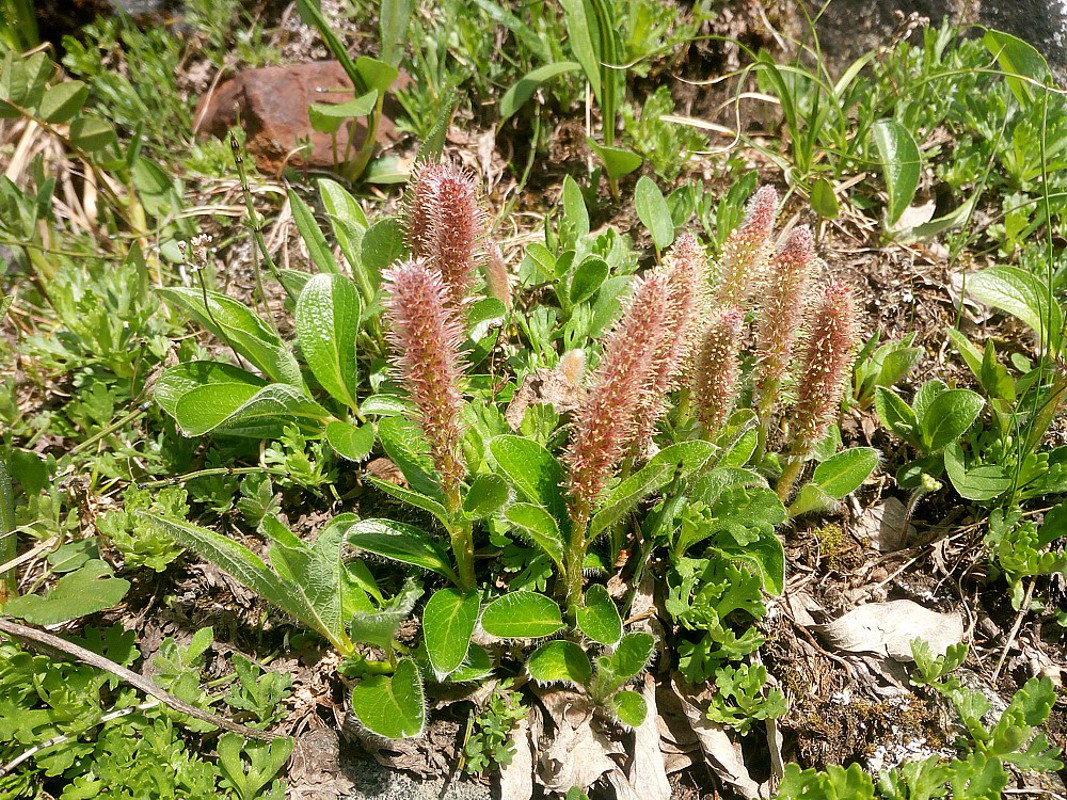 Image of Salix arctica specimen.