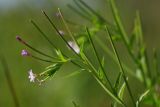 Epilobium adenocaulon. Верхушка побега с цветками и плодами. Ленинградская обл., Всеволожский р-н, окр. дер. Лаппелово, очищенная от деревьев полоса между ж.-д. путями и смешанным лесом. 30.07.2017.