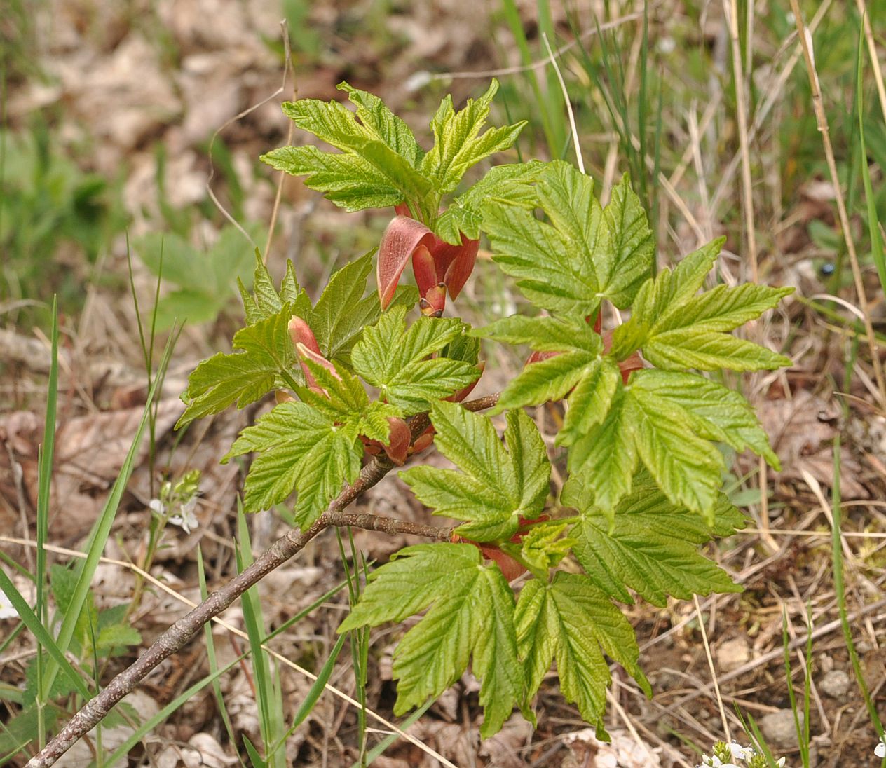 Image of Acer trautvetteri specimen.