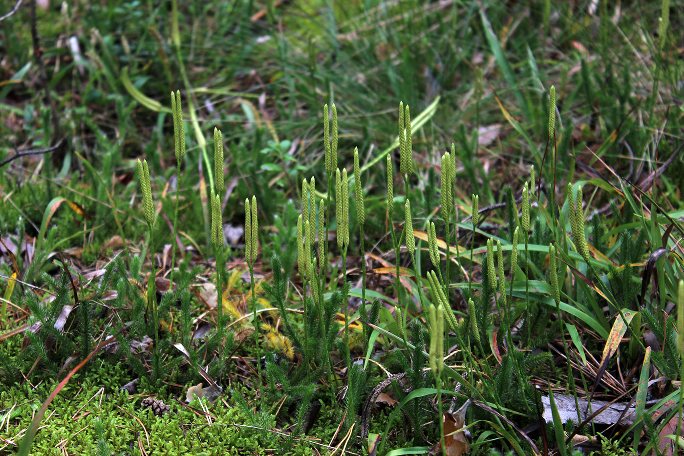 Image of Lycopodium clavatum specimen.