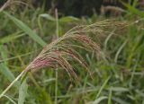 Phragmites australis. Соплодие в капельках росы. Пермский край, Суксунский р-н, Ключевское сельское поселение, долина р. Сылва примерно 5 км выше дер. Агафонково, у воды. 20 августа 2018 г.