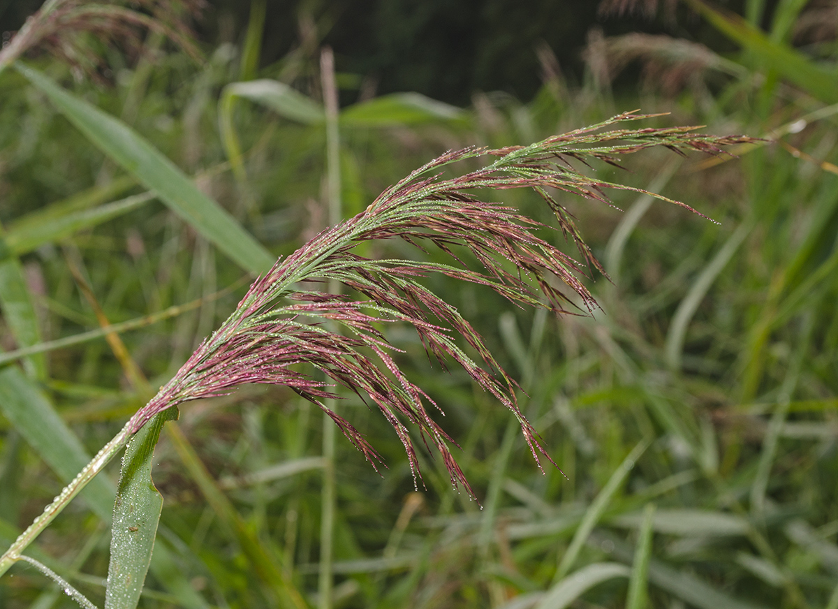 Image of Phragmites australis specimen.