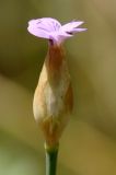 Image of taxon representative. Author is Роланд Цандекидис