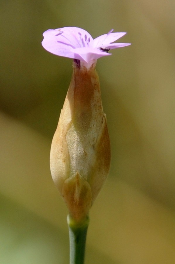 Image of Petrorhagia prolifera specimen.