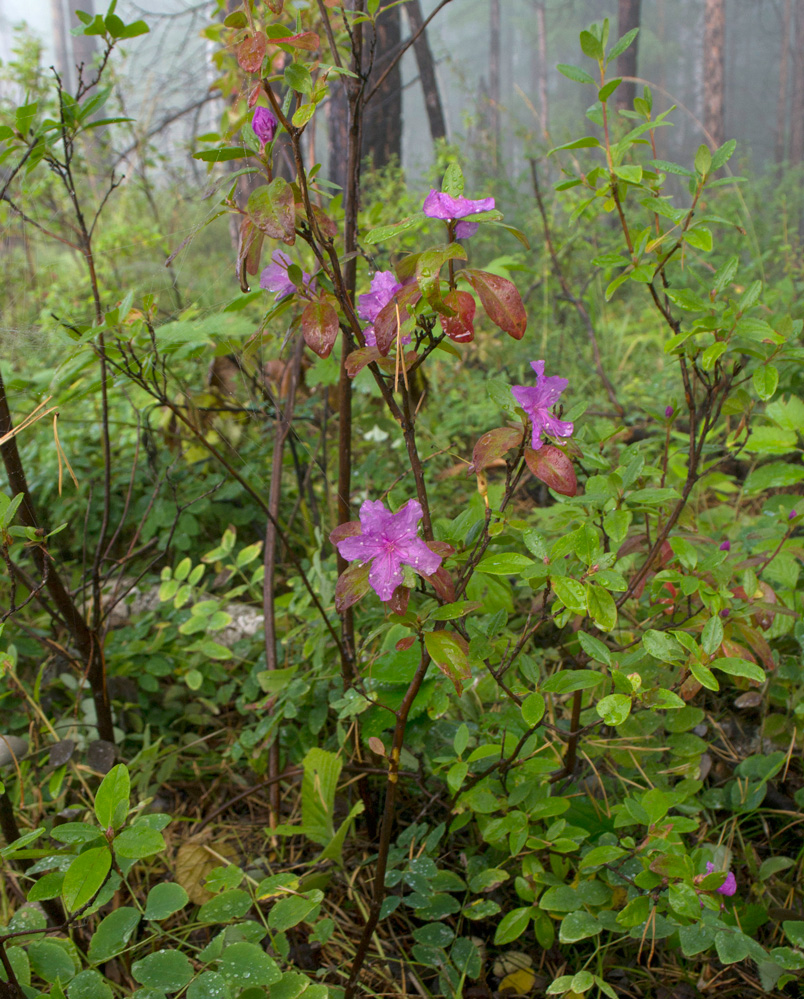 Image of Rhododendron dauricum specimen.