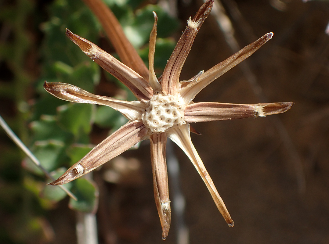 Image of Hyoseris lucida specimen.