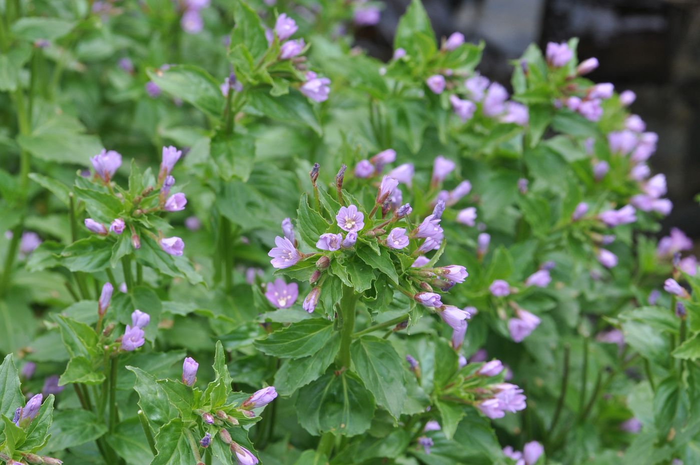 Изображение особи род Epilobium.