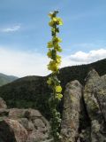 Verbascum turkestanicum